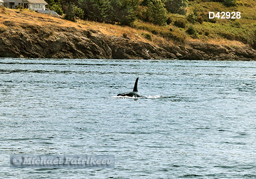 Killer Whale (Orcinus orca)